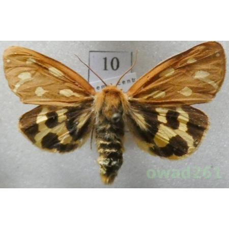 Arctia aulica (Linnaeus, 1758) female Czech10